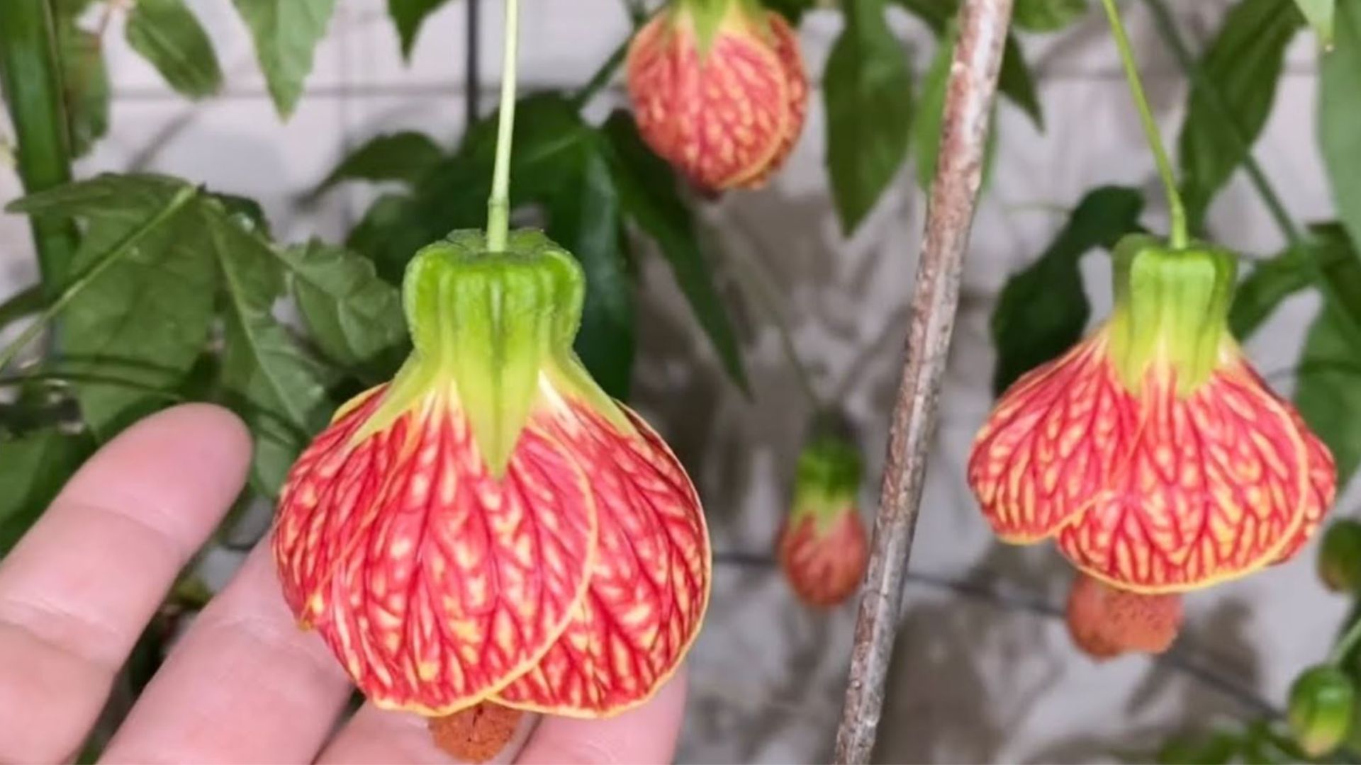 Cách trồng cây Lồng Đèn